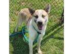 Adopt Sebastian a Tan/Yellow/Fawn - with Black Husky / German Shepherd Dog /