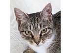 Adopt South a Gray, Blue or Silver Tabby Domestic Shorthair (short coat) cat in