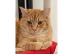 Adopt Dallas a Cream or Ivory Domestic Shorthair / Domestic Shorthair / Mixed