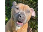 Adopt Fatboy a Pit Bull Terrier