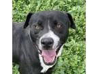 Adopt Ox a Pit Bull Terrier, Border Collie