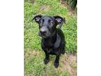 Adopt Latoya a Black - with White Doberman Pinscher / German Shepherd Dog /