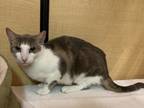 Adopt Sour a Gray or Blue Domestic Shorthair / Domestic Shorthair / Mixed cat in
