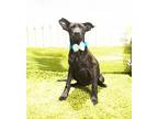 Adopt Clova a Black Labrador Retriever / Mixed dog in Castro Valley