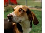 Adopt Buckley a Black - with Brown, Red, Golden, Orange or Chestnut Beagle /