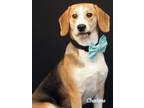 Adopt Woody a Tricolor (Tan/Brown & Black & White) Beagle / Mixed dog in