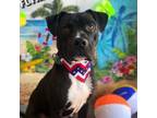 Adopt Flynn Ryder a Boxer, Mixed Breed