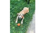 Adopt Nora a Tan/Yellow/Fawn - with Black Mixed Breed (Large) / Mixed Breed