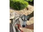 Adopt JLo a White Husky / Mixed dog in Selma, CA (38303285)
