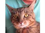 Adopt Bart a Brown Tabby Bengal (short coat) cat in Frederick, MD (38303353)