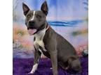 Adopt Sista a Gray/Silver/Salt & Pepper - with Black American Pit Bull Terrier /