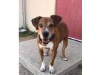 Adopt Willy a Brown/Chocolate - with White Hound (Unknown Type) / Mixed dog in