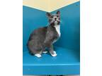 Adopt Cinnamon a Gray or Blue (Mostly) Domestic Shorthair (short coat) cat in