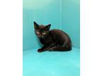 Adopt Cumin a All Black Domestic Shorthair (short coat) cat in Clackamas