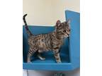 Adopt Amber a Tan or Fawn Tabby Domestic Shorthair (short coat) cat in