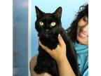 Adopt Colin a All Black Domestic Shorthair (short coat) cat in Beacon