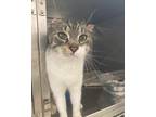 Adopt Mabel a Gray, Blue or Silver Tabby Domestic Shorthair (short coat) cat in