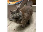 Adopt Harry a Gray or Blue Domestic Longhair / Domestic Shorthair / Mixed cat in