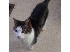 Adopt Harleigh Quinn a All Black Domestic Shorthair / Mixed cat in Greenfield