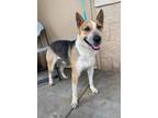 Adopt Eggo a Australian Cattle Dog / Blue Heeler, Bull Terrier