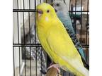 Adopt Mango a Parakeet - Other bird in FREEPORT, FL (38309043)