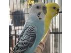 Adopt Papaya a Parakeet - Other bird in FREEPORT, FL (38309045)