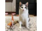 Adopt Sailor Moon a Calico or Dilute Calico Domestic Shorthair / Mixed cat in