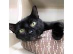 Adopt Calrissian a All Black Domestic Shorthair / Mixed cat in Michigan City