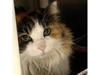 Adopt Allie a Calico or Dilute Calico Domestic Longhair / Mixed cat in Salt Lake