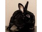 Adopt Volcom a Mini Rex / Mixed rabbit in Westminster, CA (38312164)