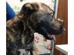 Adopt LUCKY a Plott Hound