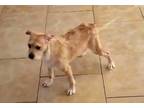 Adopt Dusty Rose a Red/Golden/Orange/Chestnut Cairn Terrier / Mixed dog in