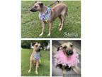 Adopt Stella a Tan/Yellow/Fawn - with Black Black Mouth Cur / Mixed Breed