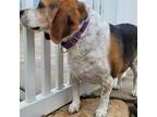 Adopt Bagel a Beagle / Mixed dog in Galveston, TX (38312289)