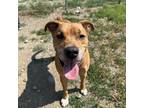 Adopt Bodie Boo a Brown/Chocolate Pit Bull Terrier / Mixed Breed (Medium) /