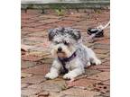 Adopt BUBBLES a Gray/Silver/Salt & Pepper - with White Poodle (Miniature) /