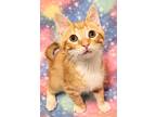 Adopt Zander RC PetSmart a Orange or Red Tabby Domestic Shorthair (short coat)