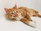 Adopt Ginny a Domestic Longhair / Mixed (long coat) cat in Tinley Park