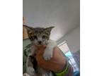 Adopt Zane a Domestic Shorthair / Mixed (short coat) cat in Brownwood