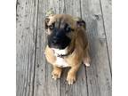 Adopt Ellie a Tricolor (Tan/Brown & Black & White) Boxer / Shepherd (Unknown