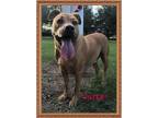 Adopt Tater a Labrador Retriever / Mixed dog in Ocala, FL (18024354)