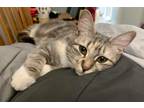 Adopt Daphne a Domestic Shorthair / Mixed (short coat) cat in Darien