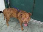 Adopt Sinatra a Pit Bull Terrier, Mixed Breed