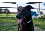 Adopt Bandito a Black Labrador Retriever / Basset Hound dog in Howey in the