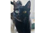 Adopt Bubba a Domestic Shorthair / Mixed (long coat) cat in Crystal Lake