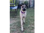 Adopt Sesame a Black Mouth Cur, Mixed Breed
