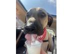 Adopt Sesame a Black Mouth Cur, Mixed Breed