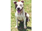 Adopt Jynx a Mixed Breed (Medium) / Mixed dog in Sylvania, GA (38313114)