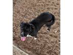 Adopt Inez a Mixed Breed (Medium) / Mixed dog in Jonesboro, AR (38294411)