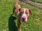 Adopt ALONZO a Pit Bull Terrier, Mixed Breed